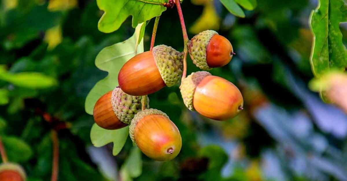 Potential Drawbacks and Limitations of Acorns for Investors